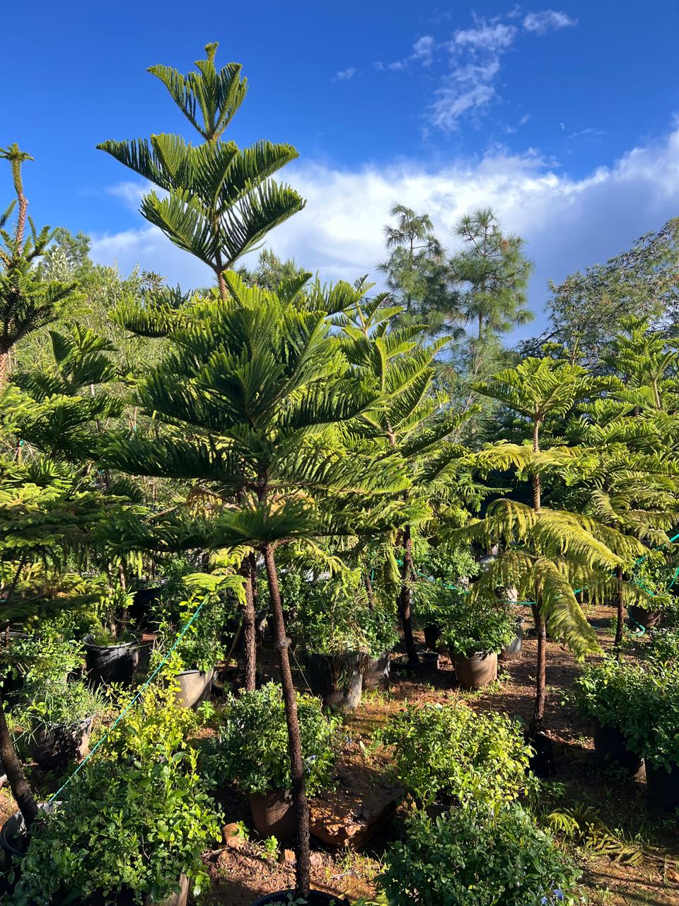 Araucaria excelsa